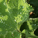 Lady's Mantle and Dewdrops