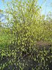 Corylopsis