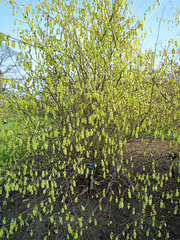 Corylopsis