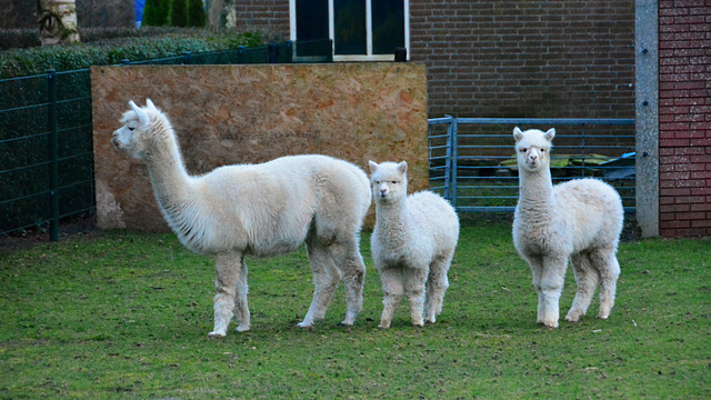 Alpacas in different sizes