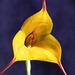 Masdevallia Sunny Angel
