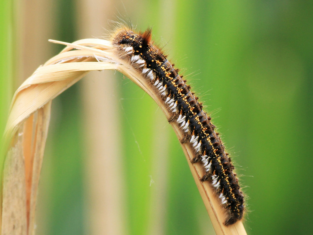 Raupe des Nachtfalters "Grasglucke"