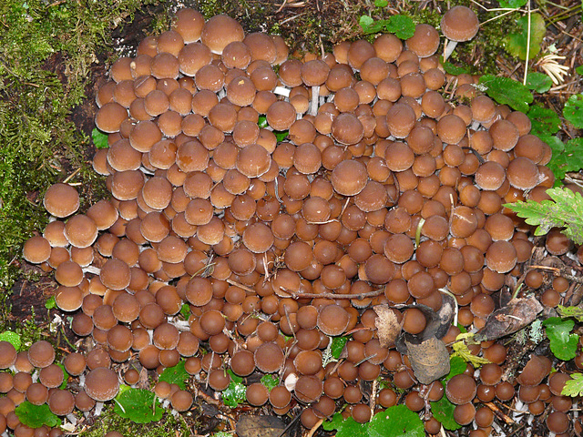 A carpet of fungi