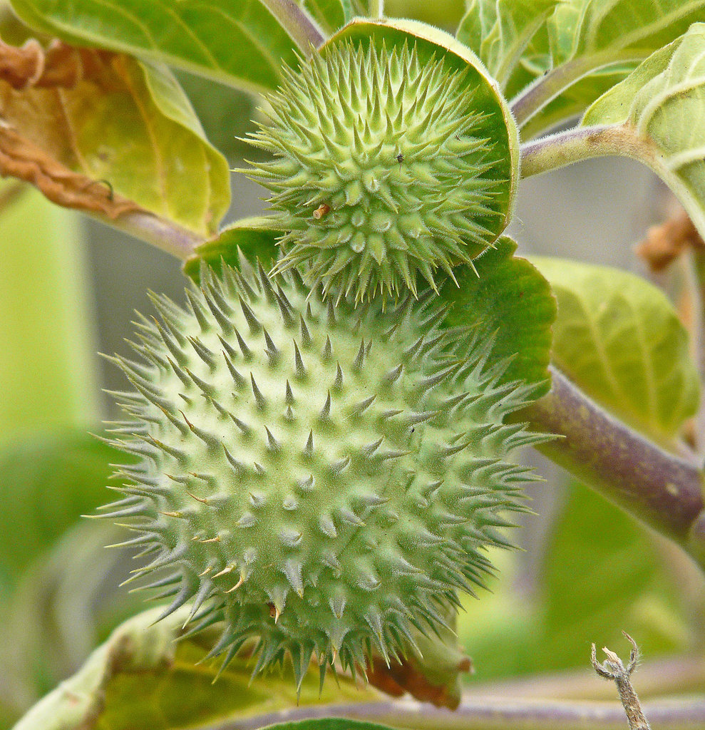 Jimson Weed