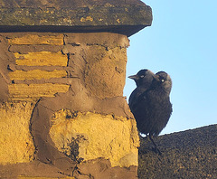 Peek-A-Boo Jackdaws