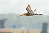 Black-tailed Godwit / Grutto (Limosa limosa)
