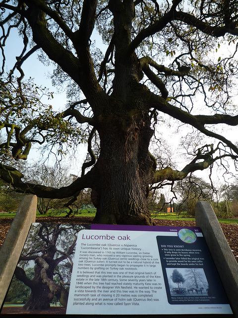 Lucombe oak