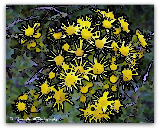 Splattered dandelions