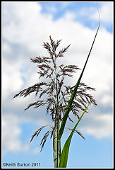 Grass against the sky