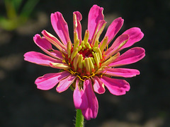 Pink sunburst