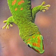 Madagascar Giant Day Gecko