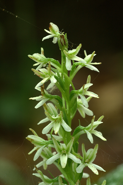 Elegant Piperia (Piperia elegans) Elegant Piperia (Piperia elegans)