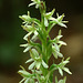 Elegant Piperia (Piperia elegans)