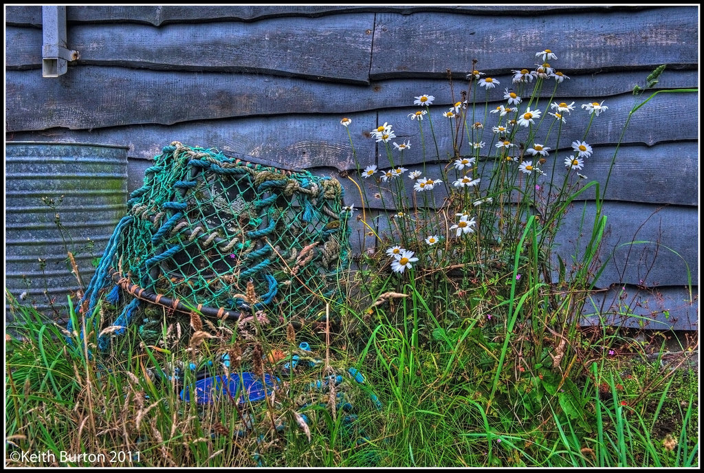 Lobster pot and daisies