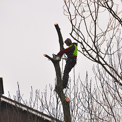 Cutting trees