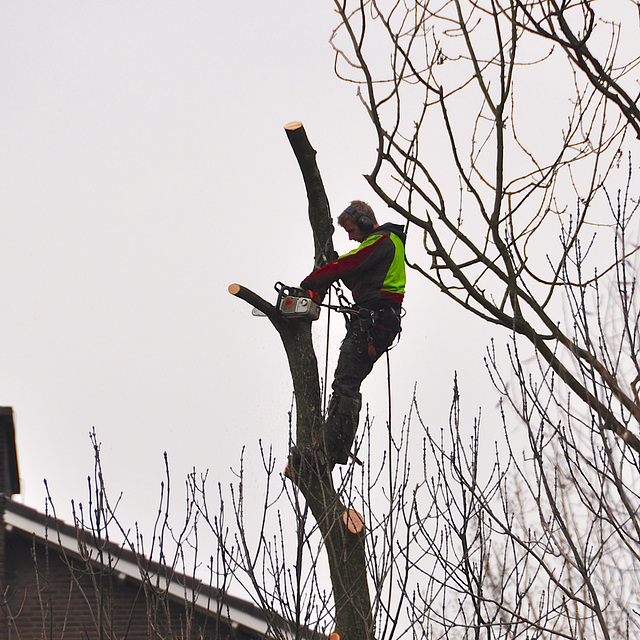 Cutting trees