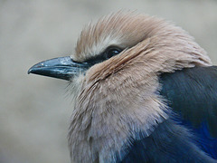 African Blue-bellied Roller