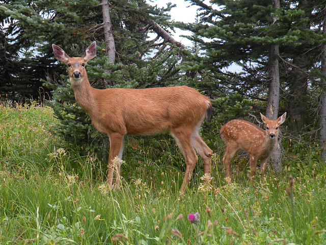 Blacktail Doe and Fawn (Odocoileus hemionus)