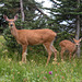 Blacktail Doe and Fawn (Odocoileus hemionus)