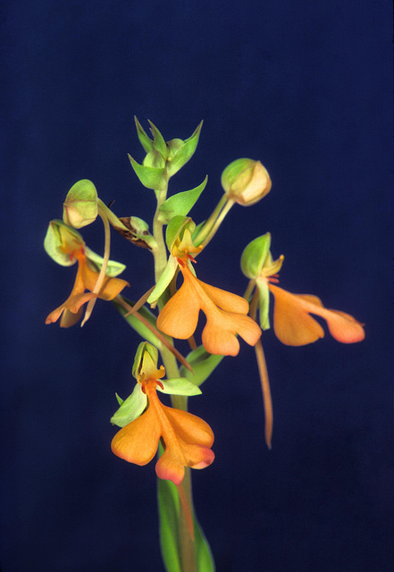 Habenaria rhodocheila