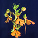 Habenaria rhodocheila