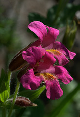 Great Purple Monkeyflower (Mimulus lewisii)