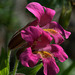 Great Purple Monkeyflower (Mimulus lewisii)