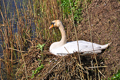 Swan on its nest