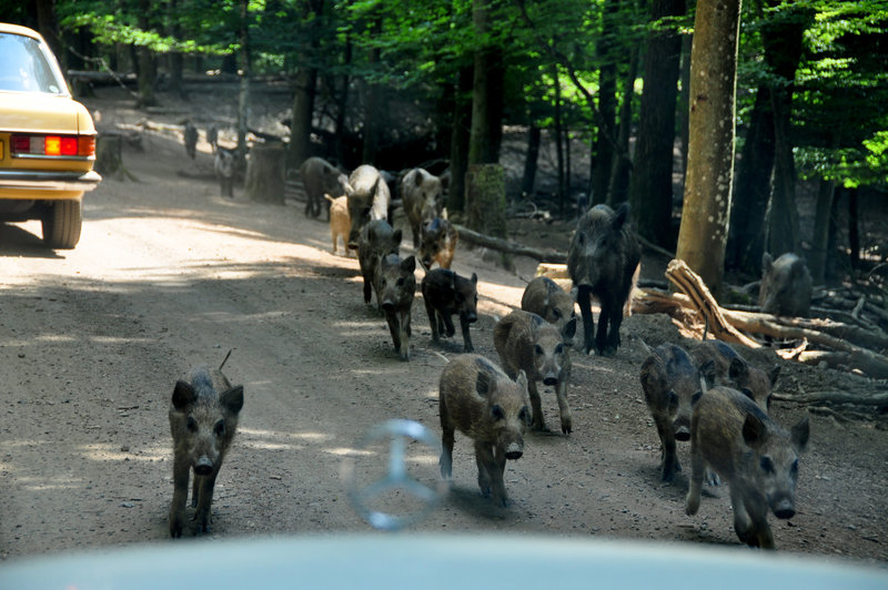 A weekend in Germany – attack of the wild boars