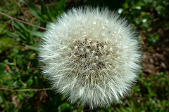 Common Dandelion