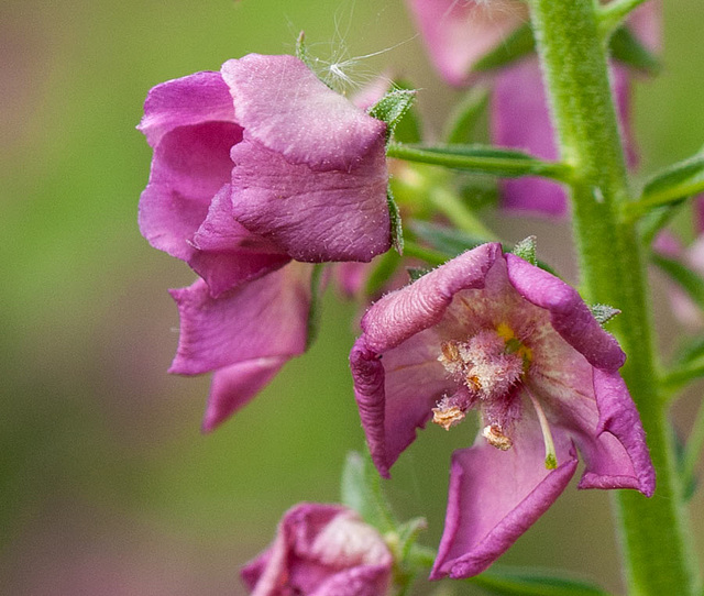 Verbascum detail