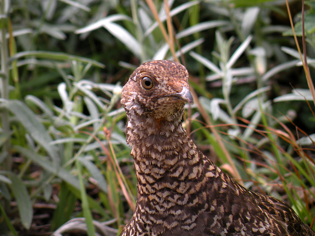 Sooty Grouse (Dendragapus fuliginosus)