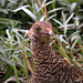 Sooty Grouse (Dendragapus fuliginosus)