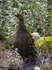 Blue Grouse (Dendragapus obscurus)