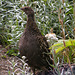 Blue Grouse (Dendragapus obscurus)