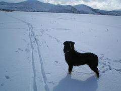 Black dog, white snow
