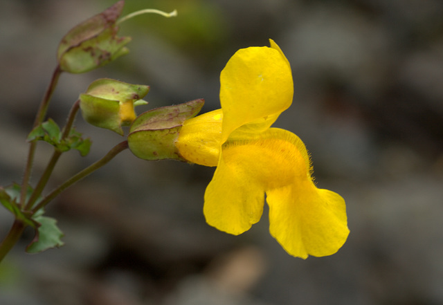 Mountain Monkeyflower (Mimulus tilingii) Mountain Monkeyflower (Mimulus tilingii)