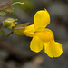 Mountain Monkeyflower (Mimulus tilingii)