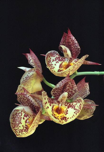 Catasetum Orchidglade 'David Ranches'