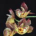 Catasetum Orchidglade 'David Ranches'