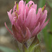 Magenta paintbrush (Castilleja parviflora)