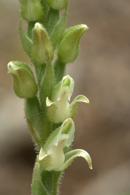 Giant Rattlesnake Orchis (Goodyera oblongifolia)