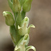 Giant Rattlesnake Orchis (Goodyera oblongifolia)