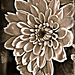 Textured chrysanthemum