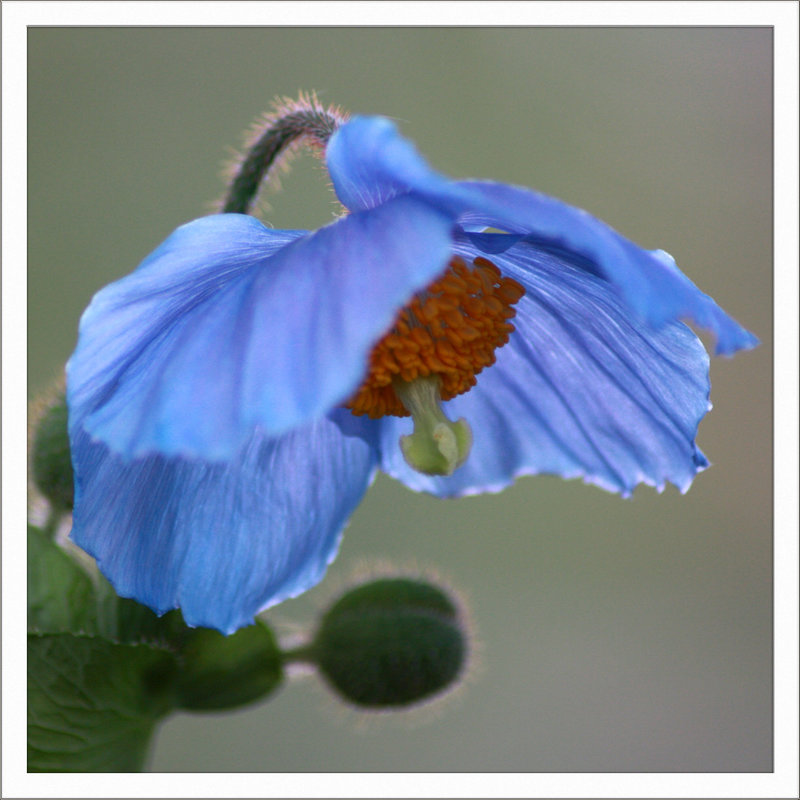 Scheinmohn