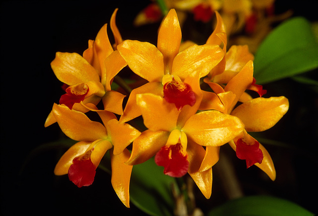 Sophrolaeliocattleya Golden Wax 'Brittany' Sophrolaeliocattleya Golden Wax 'Brittany'