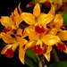Sophrolaeliocattleya Golden Wax 'Brittany'
