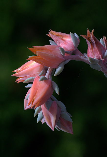 Echeveria glauca Echeveria glauca