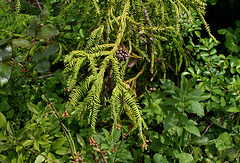 Cryptomeria japonica 'Spiralis ' 'Rasen Sugi'