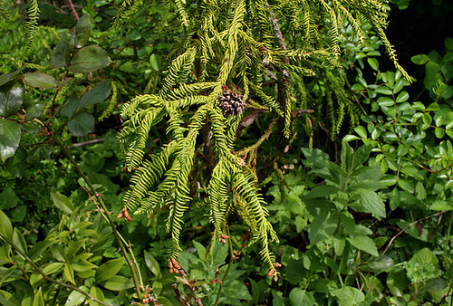 ipernity: Cryptomeria japonica 'Spiralis ' 'Rasen Sugi' - by neira-Dan